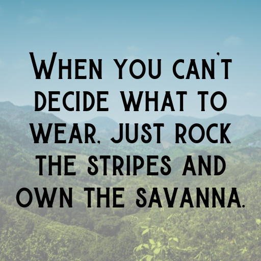 197+ Zebra Captions For Instagram In (2025) 8 Zebra Captions Photo For Instagram In (2025)-HHrDRa