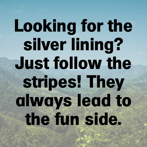 197+ Zebra Captions For Instagram In (2025) 4 Zebra Captions Photo For Instagram In (2025)-svv0bN