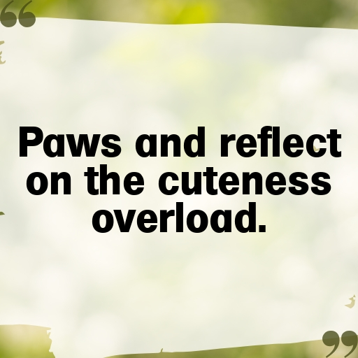 Cute Pet Photos Captions Image For Instagram-Ycpqwa