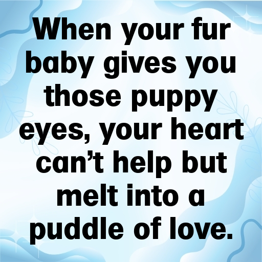 Cute Pet Photos Captions Photo For Instagram-9cON6a